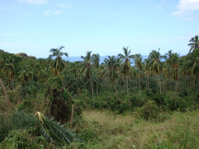 cruise503.jpg