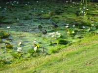 birdsinthepond_small.jpg