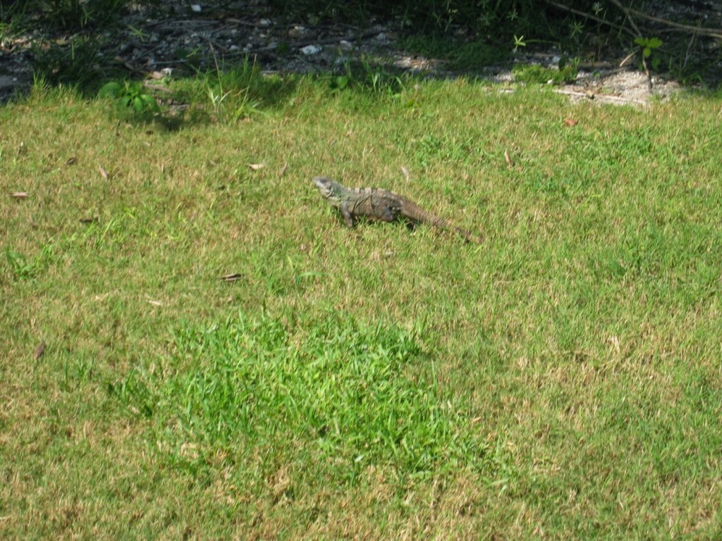 iguana.jpg