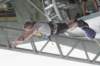 bungee7_small.jpg
