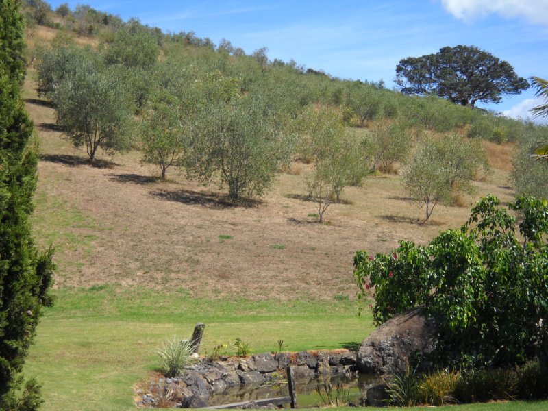 waihekeolivegrove.jpg