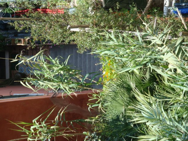 dsc01008.jpg
